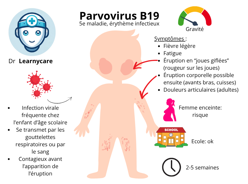 Parvovirus B19 infographie Dr Learnycare