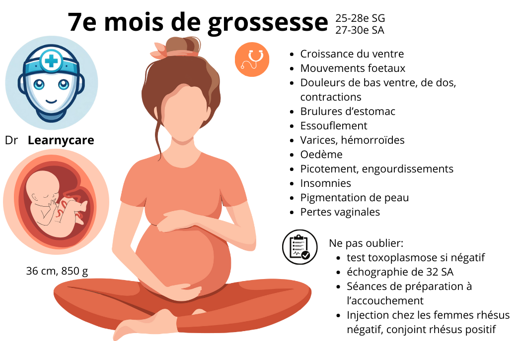 7e mois de grossesse infographie