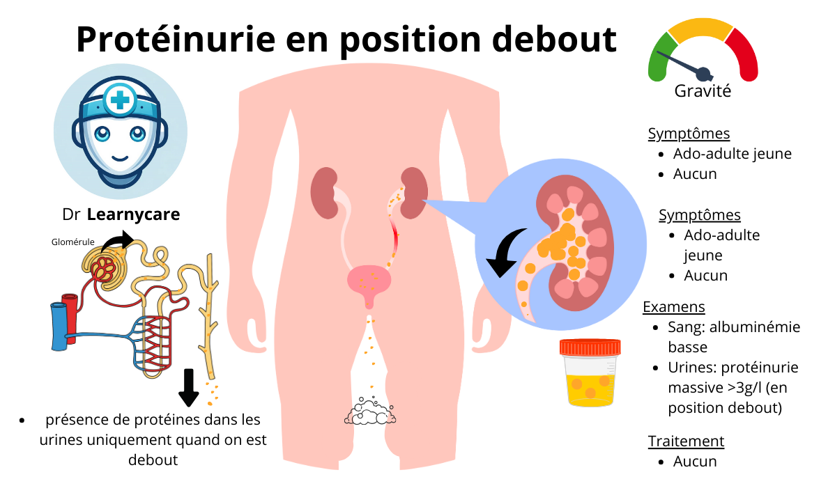 Protéinurie en position debout infographie Dr Learnycare