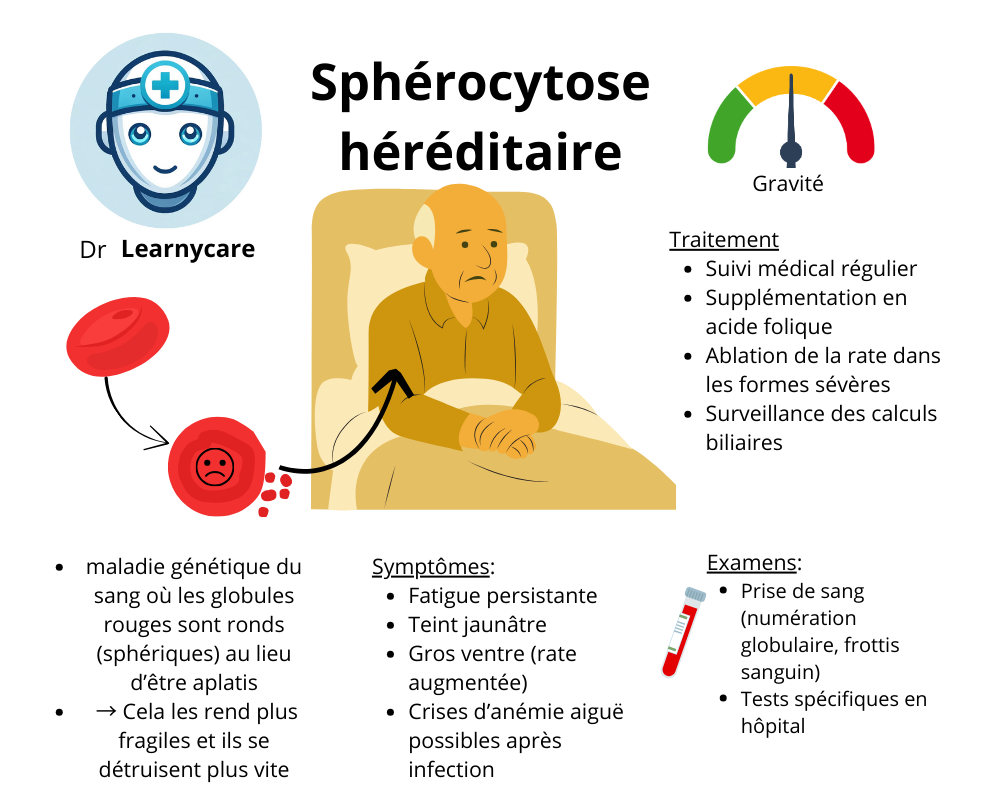 Sphérocytose héréditaire infographie Dr Learnycare